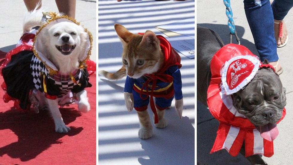 Mascotas lucen llamativos disfraces durante desfile por Fiestas Patrias (FOTOS Y VIDEO)