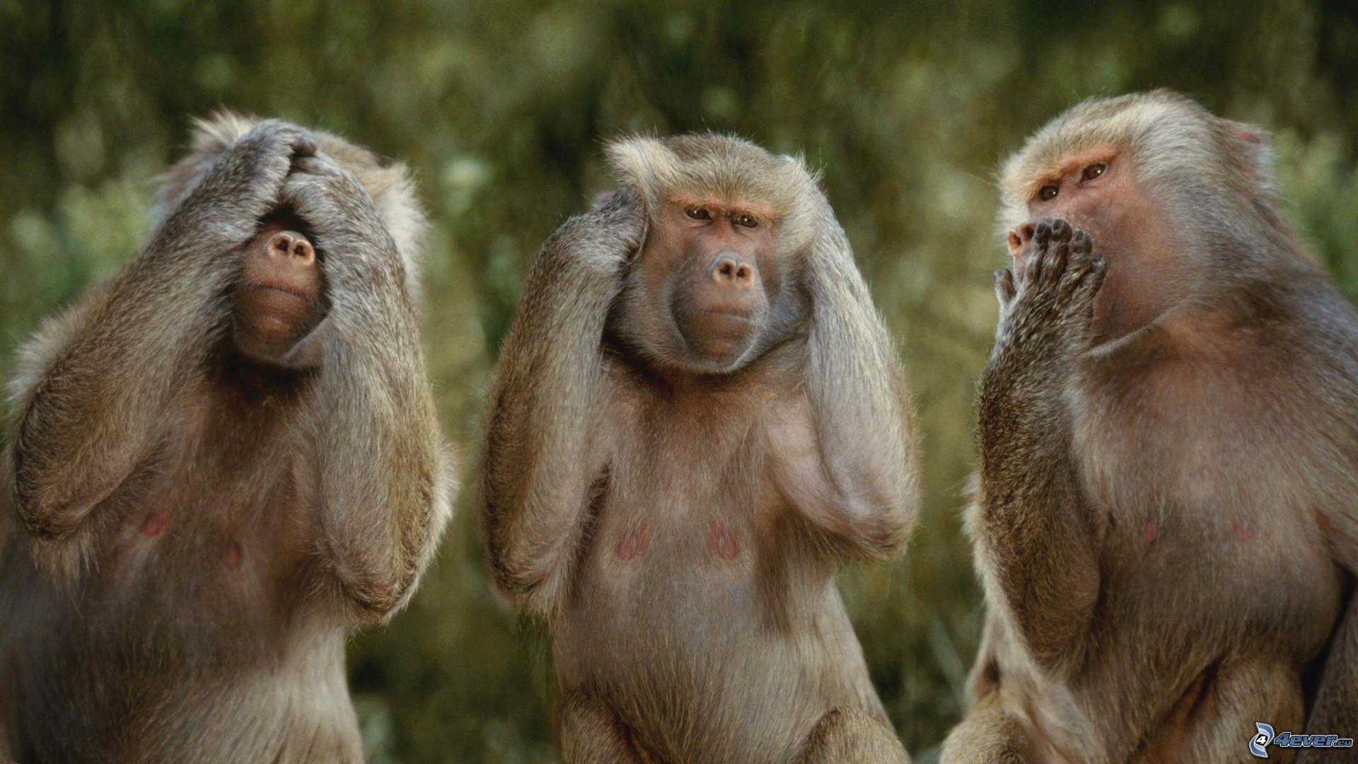 Científicos italianos afirman haber trasplantado la cabeza de un mono 