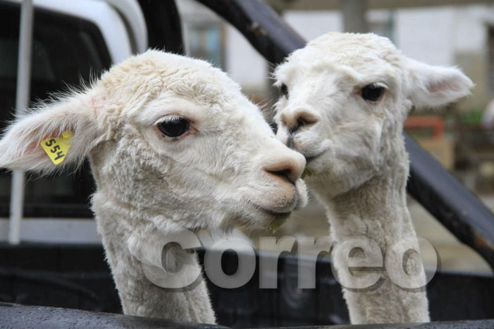 Correo hizo realidad el milagro de Navidad para los niños de Comas (FOTOS)