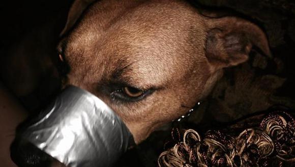 Mujer es arrestada por pegar el hocico de su perro con cinta adhesiva