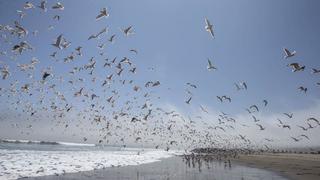 Decenas de gaviotas abarrotan playa Agua Dulce durante aislamiento