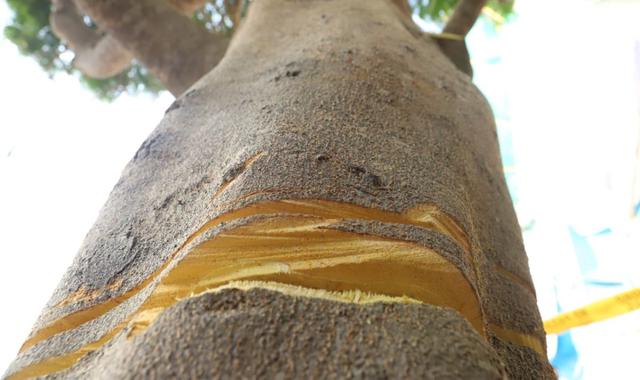 Corre el riesgo de no seguir con vida, por lo que podría tener que ser retirado. (Foto: Difusión)