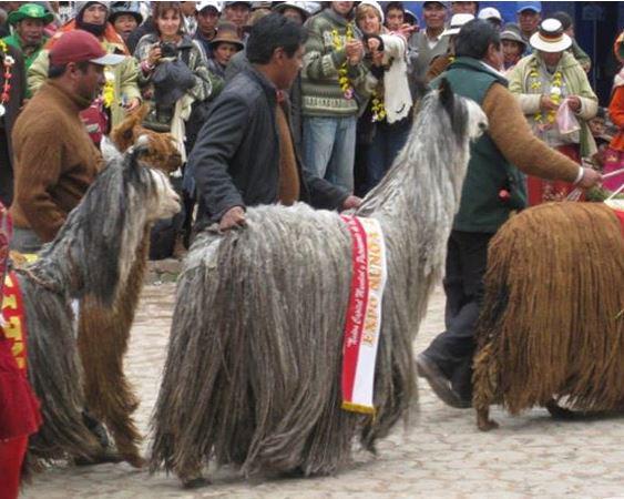 Las alpacas de color se ha ido perdiendo en la región de Puno