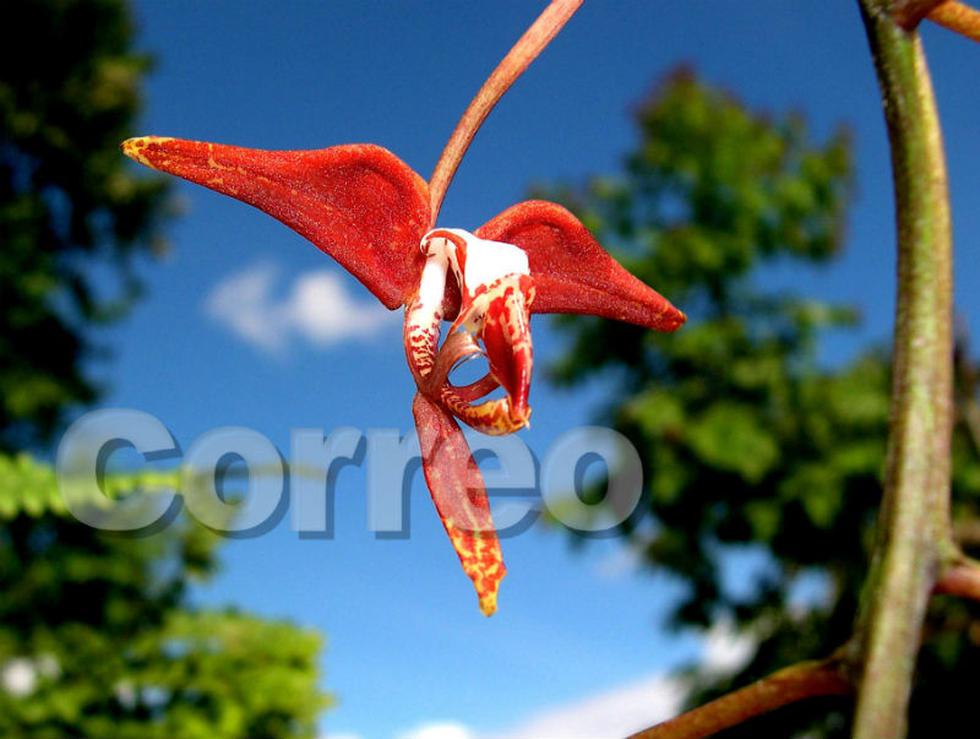 Satipo: El jardín natural rebosante de vida  y color (FOTOS)