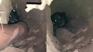 Vecino descubre a cachorros enterrados vivos y los rescata en Cusco (VIDEO)