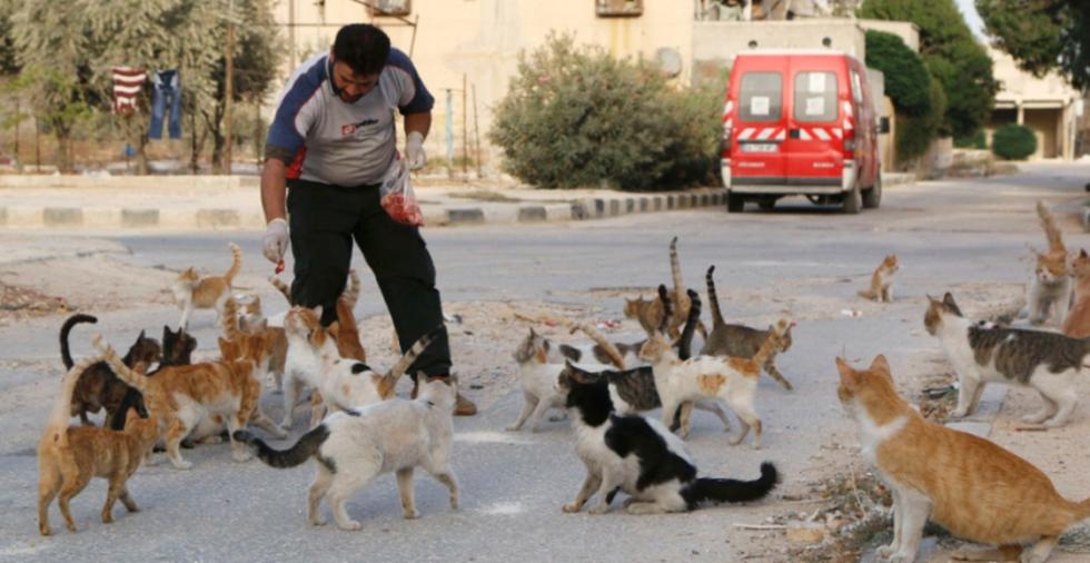 Motorista cuida y alimenta gatos abandonados por bombardeos en Siria (FOTOS)