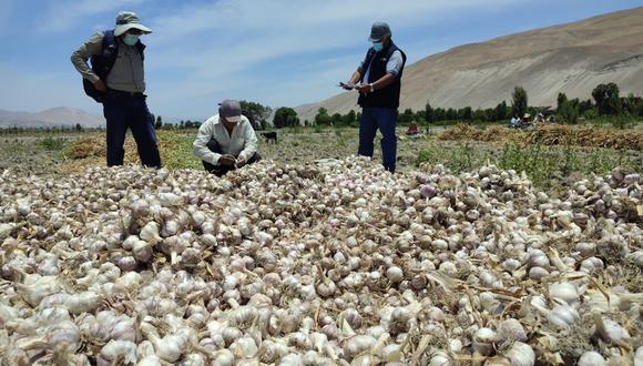 Para la presente campaña se estima una proyección de cosecha de 9 123,88 toneladas de ajo del Valle de Tambo. (Foto: Difusión)