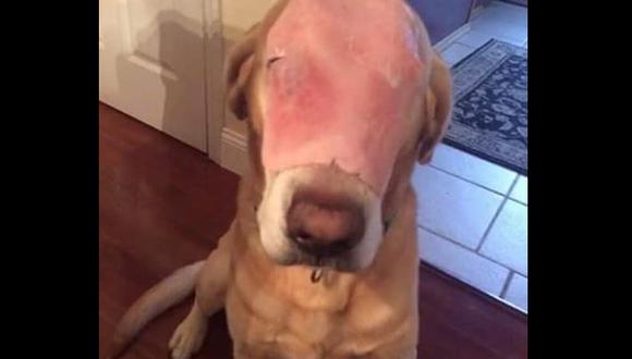 Facebook: ​broma pesada con supuesto 'perro herido' causa indignación en las redes