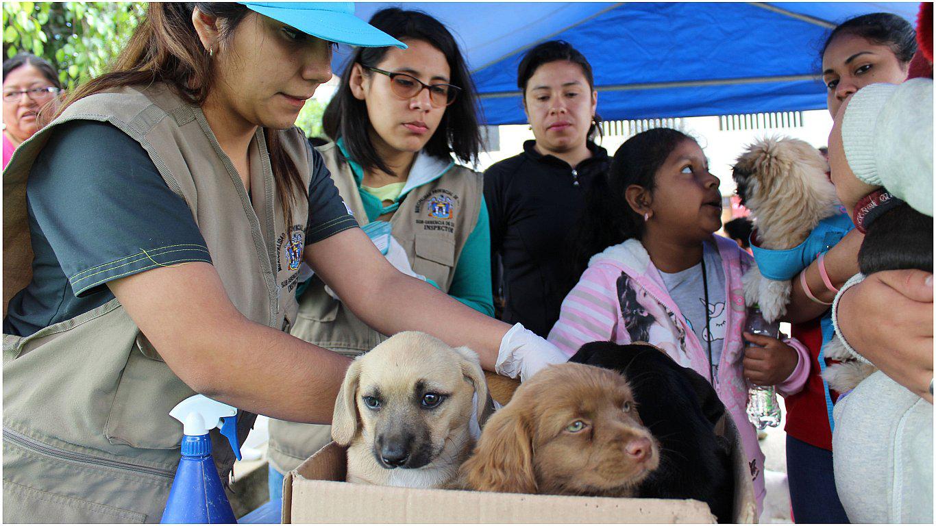 Atienden a más de 100 mascotas en campaña "Colita Feliz"