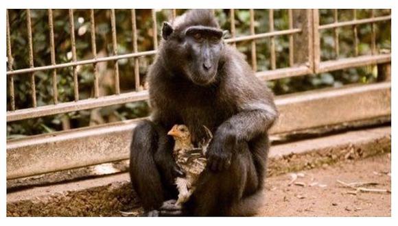 Una macaca 'adopta' a un pollo en un zoológico por un insólito motivo (FOTOS)