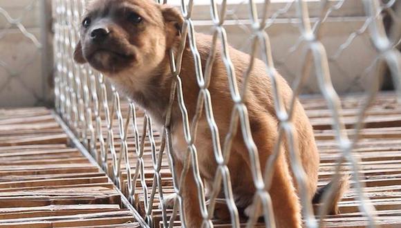 Desde hoy maltratadores de animales irán a prisión, se promulgó Ley de Proteccion Animal