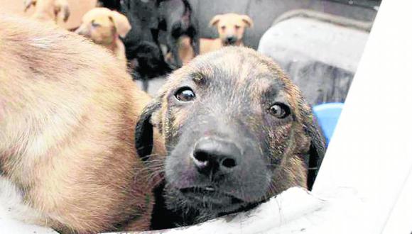 En Lucanamarca planeaban eliminar  a cientos de perros 