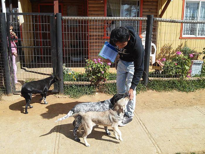 Multa de 395 soles por no registrar mascota en municipio