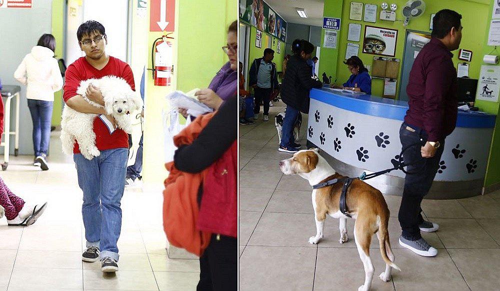 Ventanilla: Vecinos protestan por advertencia de cierre de veterinaria municipal por parte de Indecopi