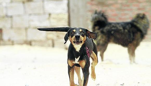 Suman a 30 los casos de rabia canina en Arequipa