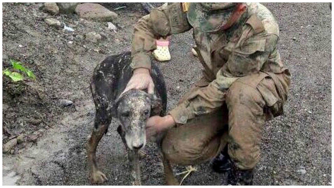 Avalancha en Colombia: el drama de los animales rescatados del lodo [FOTOS]