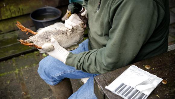 Kooiker Teun de Vaal usa un hisopo de algodón para una muestra de garganta en uno de sus patos para detectar gripe aviar. (Foto de Sander Koning / ANP / AFP)