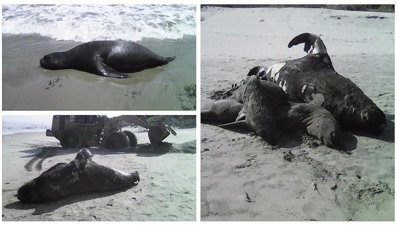 Denuncian que lobos de mar están siendo envenenados en Máncora (VIDEO)