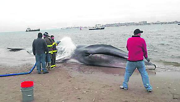Pescadores hallan ballena varada en Santa Rosa