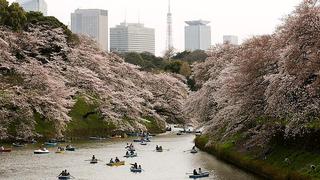 Japón: ¿Por qué el adelanto en la floración de cerezos ha preocupado a los científicos?