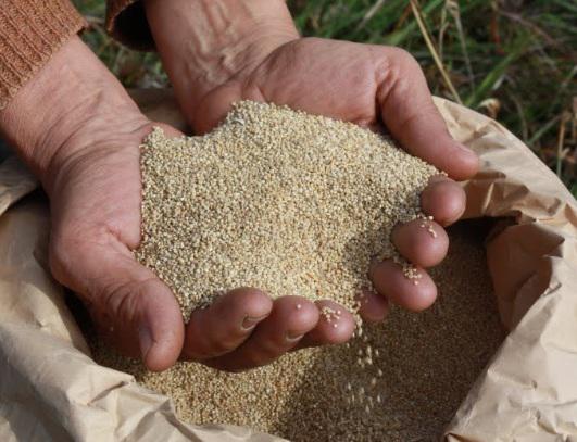 Quinua, kiwicha y tarwi refuerzan el sistema inmunológico   