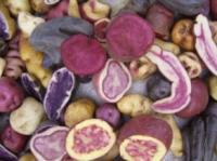 Francia e Italia ahora son dueños de nuestras papas nativas azules 