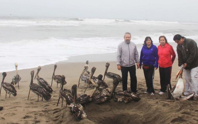 Capturan a cazador furtivo de aves guaneras