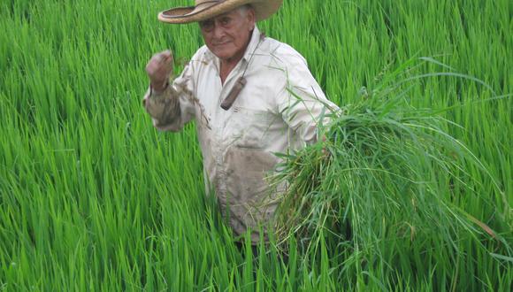 Piura: La región encabeza  crecimiento de la producción de arroz