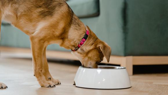 Aquí te dejamos algunos trucos para quitar los residuos de comida acumulados en el plato de tu perro para que queden limpios y relucientes. (Foto: Pexels)