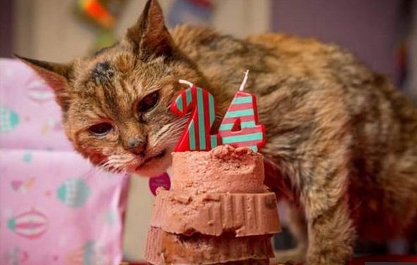 A los 24 años muere el gato más viejo del mundo