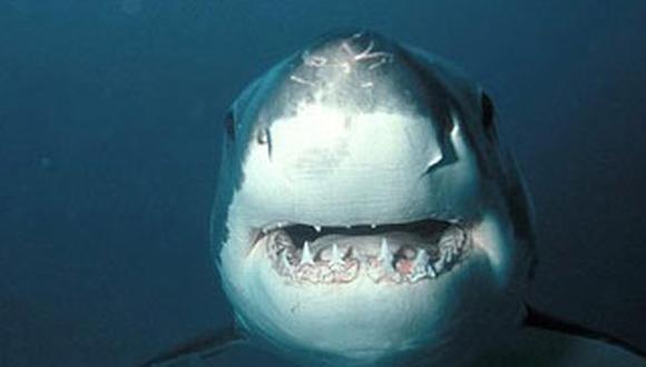 Australia: Se podrán matar a los tiburones que se acerquen a las playas