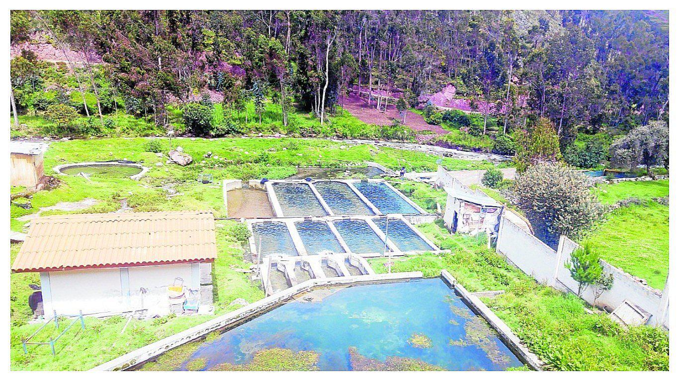 ​Piscigranja de la provincia de Jauja ofertará truchas en Semana Santa 