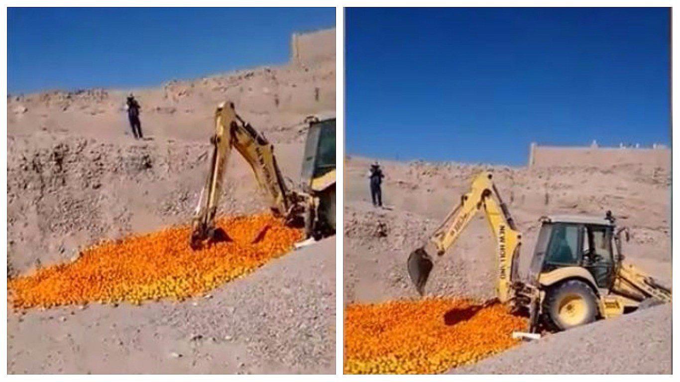 Senasa destruye ocho toneladas de mandarina sin pepa en Arequipa