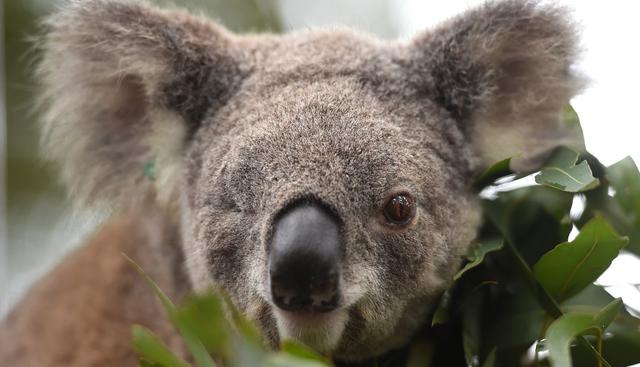 Sam Mitchell, del parque natural de la Isla Canguro, afirma que los koalas están en situaciones extremas. “Se han quedado sin hábitat a donde ir, así que morirán de hambre en las próximas semanas”, señala. (Foto: referencial / AFP)
