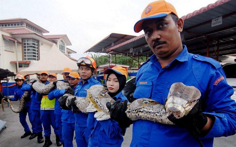 Malasia: Hallan una pitón gigante de 250 kilos y 7,5 metros de largo