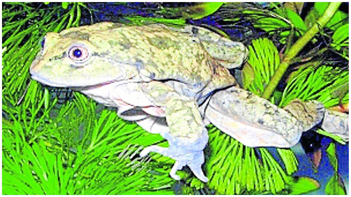 ​Rana gigante y Wancha a punto de desaparecer en lagos de Junín 