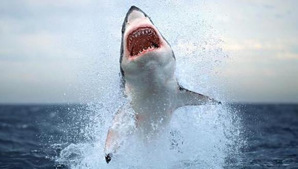 Los tiburones blancos se han vuelto más agresivos