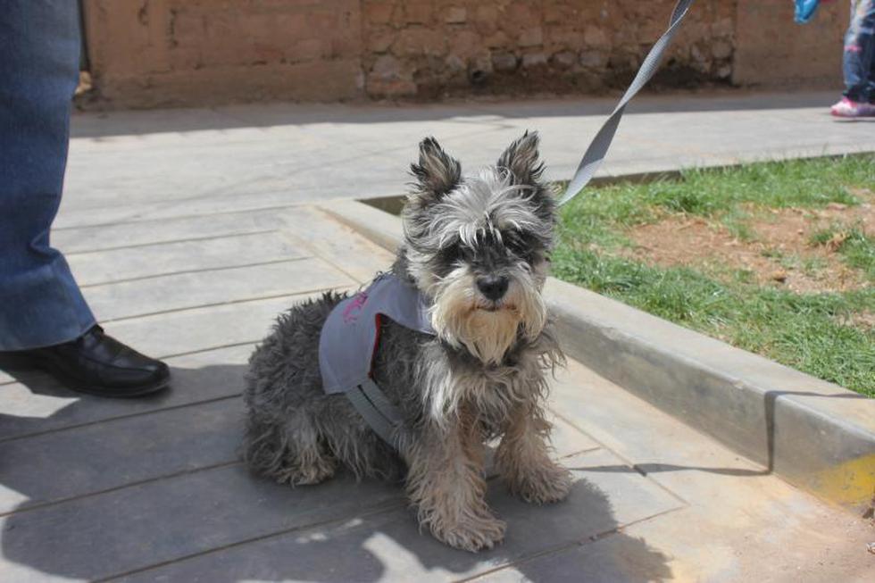 Una competencia  llena de 'amores perros' (FOTOS)
