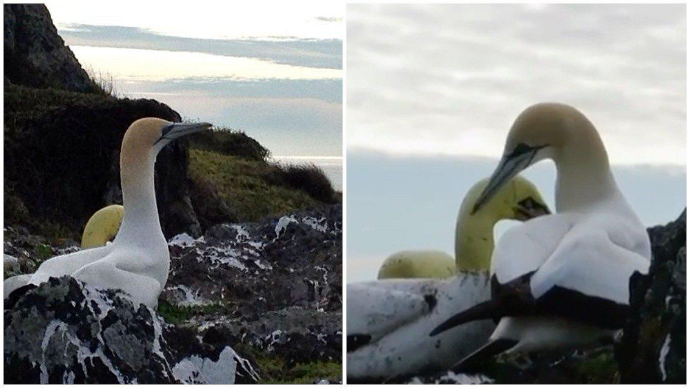 Muere el ave más solitaria del mundo junto a su "amada" de concreto