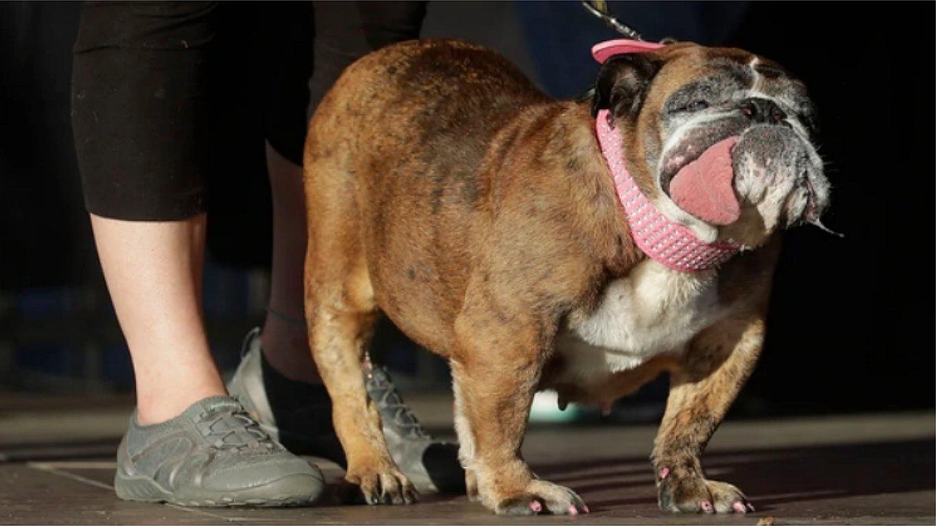 Conoce a Zsa Zsa, el bulldog inglés que ganó el concurso del “perro más feo del mundo” (FOTOS)