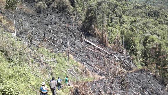 Deforestación afecta a 40 mil hectáreas de bosques en Cusco 