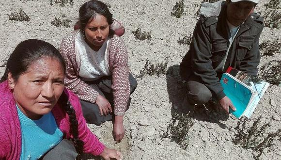 Heladas destruyen campos de cultivo en Cusco (FOTOS) 