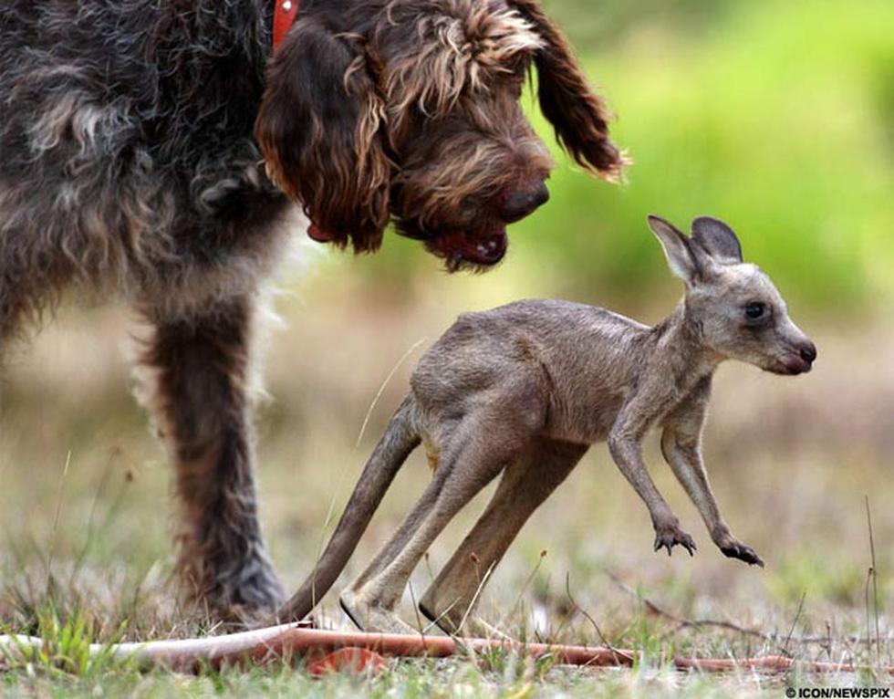 Perro rescata a un canguro bebé que sufrió accidente vehicular (FOTOS), MISCELANEA
