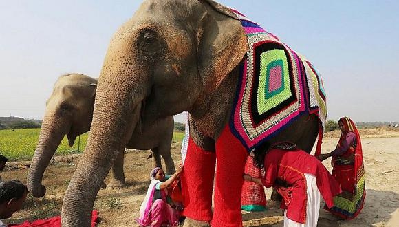 ​India: Mujeres tejen abrigos a elefantes para protegerlos del invierno [FOTOS]