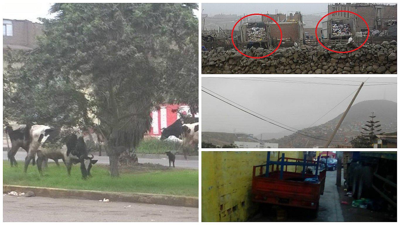 Carabayllo: Vacas deambulan por parques y avenidas