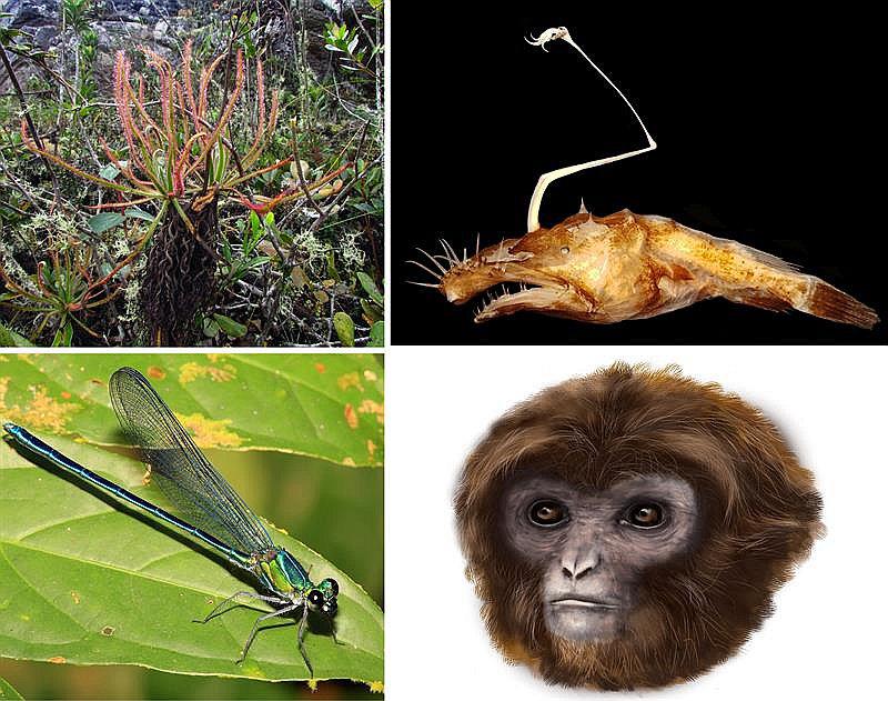 Una planta descubierta en Facebook en el Top Ten de las nuevas especies  