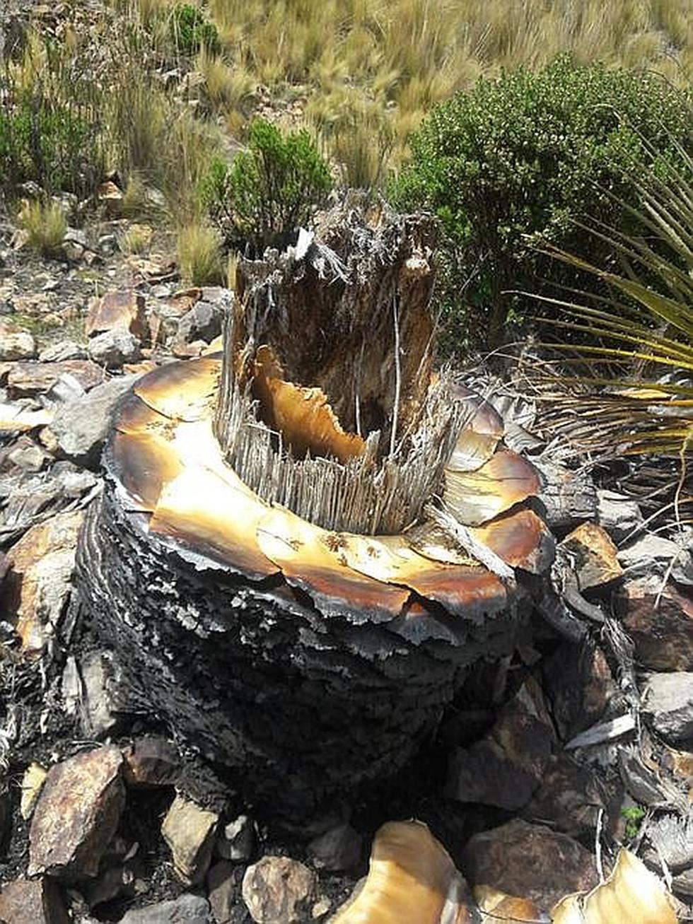 ¡Crimen ecológico! Queman más de 15 Puyas de Raymondi en Sacsamarca