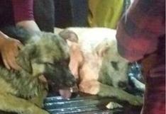 Envenenamiento masivo de perritos causa indignación en Huaraz (VIDEO y FOTOS)
