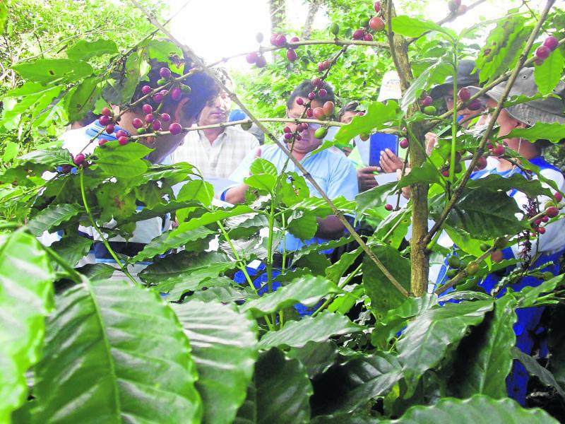 Café catimores es resistente a la roya amarilla