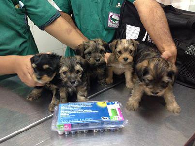 Delincuentes roban más de 10 mil soles de la clínica veterinaria Rondón
